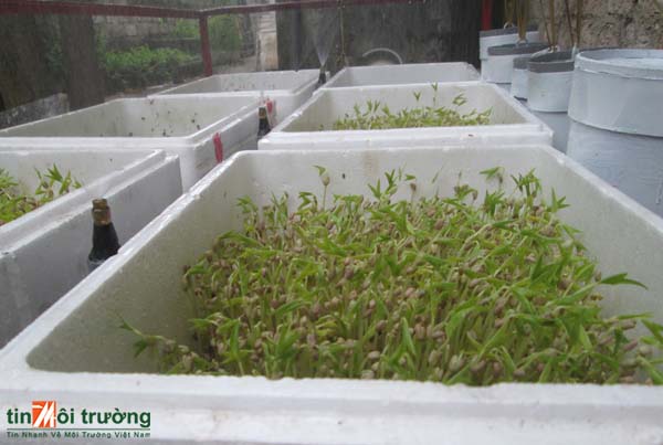 Trồng[-]rau[-]mầm[-]cực[-]sạch